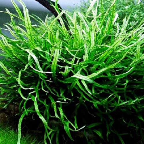 Microsorum mini en pot